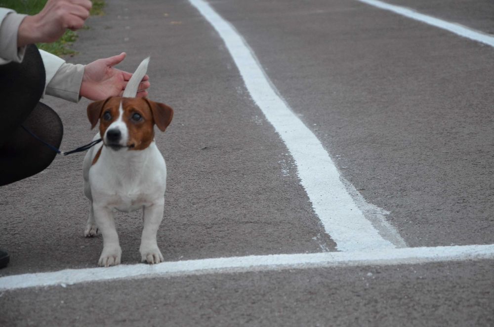 Джек Рассел Тер'єр. В'язка.