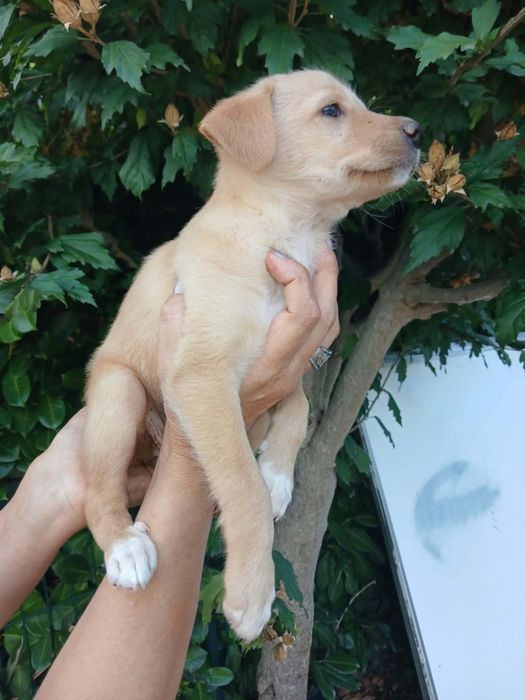 Kiki para adoção muito responsável