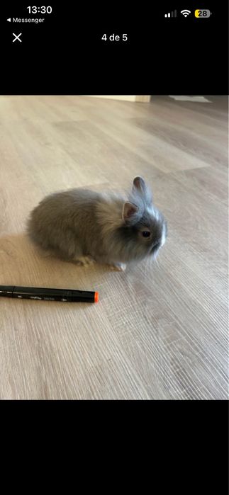 Coelho anão 2meses de vida