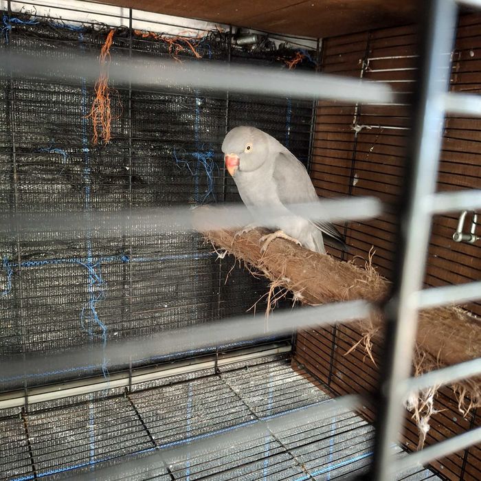 Tenho para ceder dois casais de ring neck