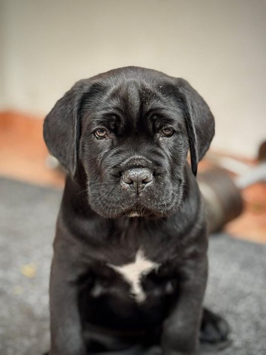 Джоллі, дівчинка шукає дбайливих господарів