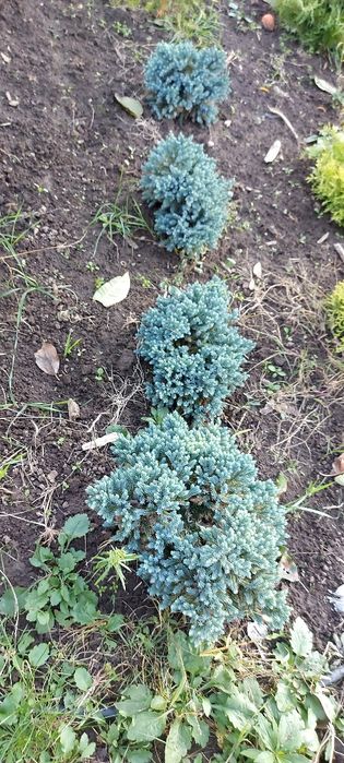 Ялівець лускатий Блю Стар та інші