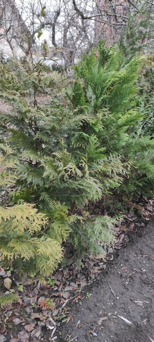 Туя західна 100-120 см