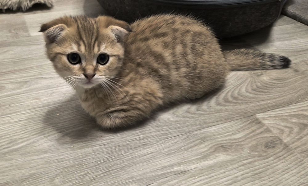 Шотландские котята, прямоухие и вислоухие мальчик и 3 девочки