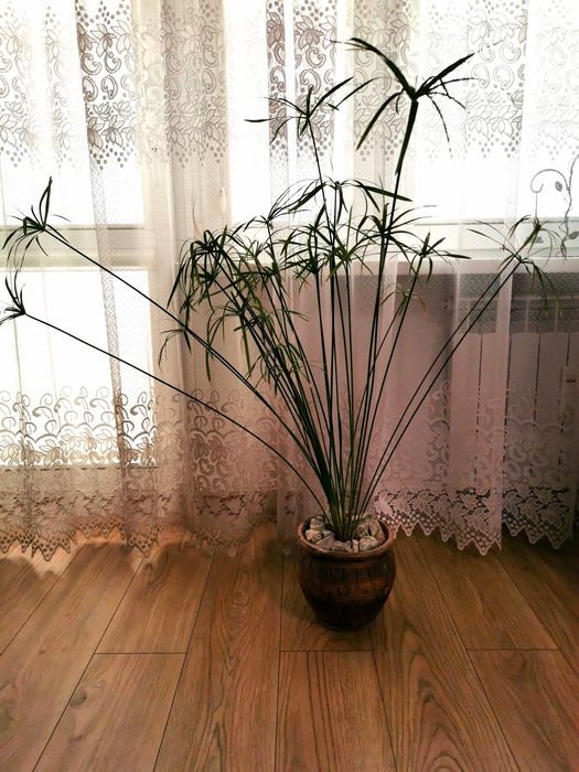 Obejma do roślin 30szt zielona