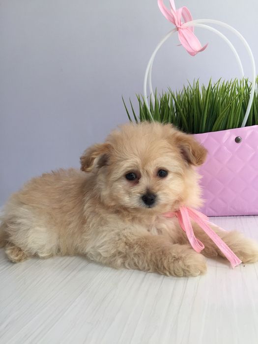 Помапу гарненькі дівчатка