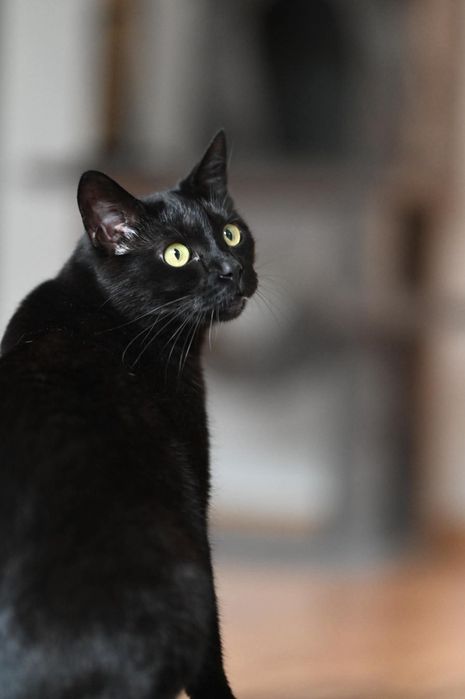 Słodki Figiel czeka na adopcje