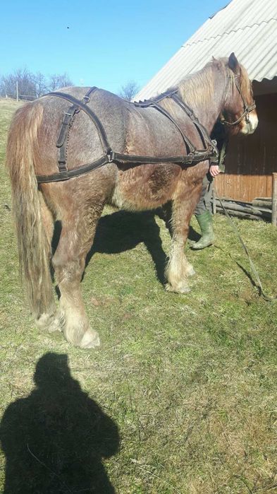 Продам Упряж для Коня