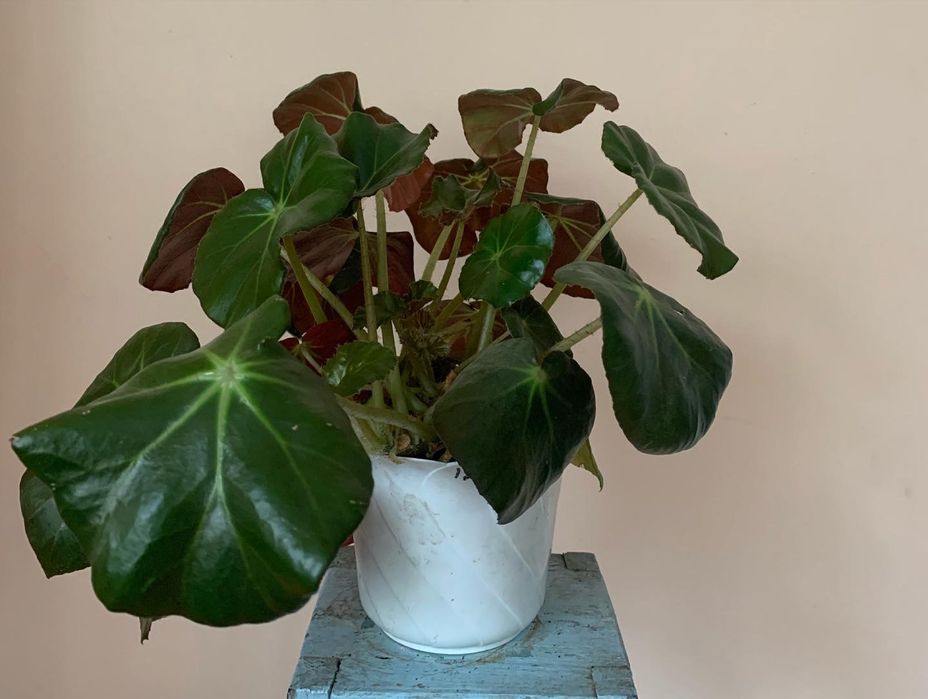 Бегонія королівська