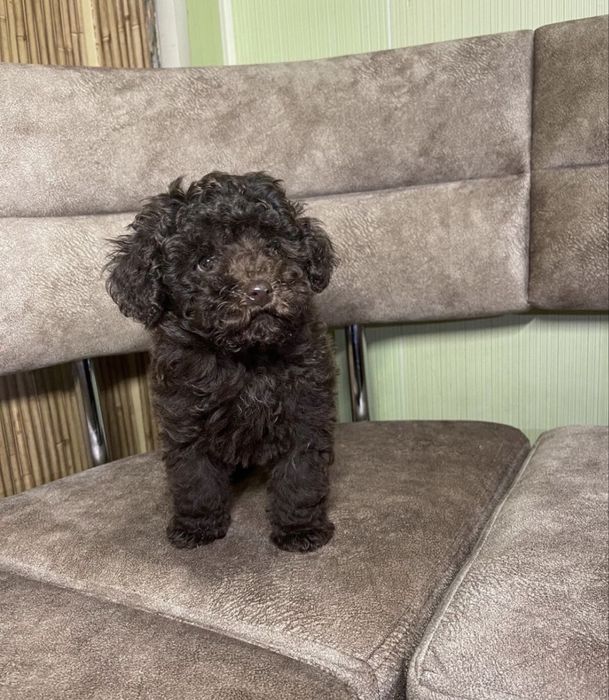 Той пудель шоколад