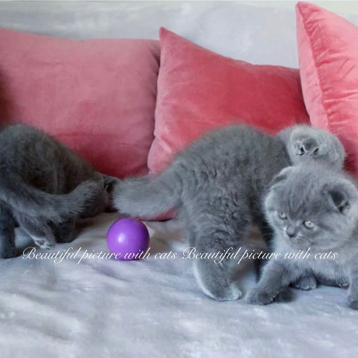 Просто  неймовірні