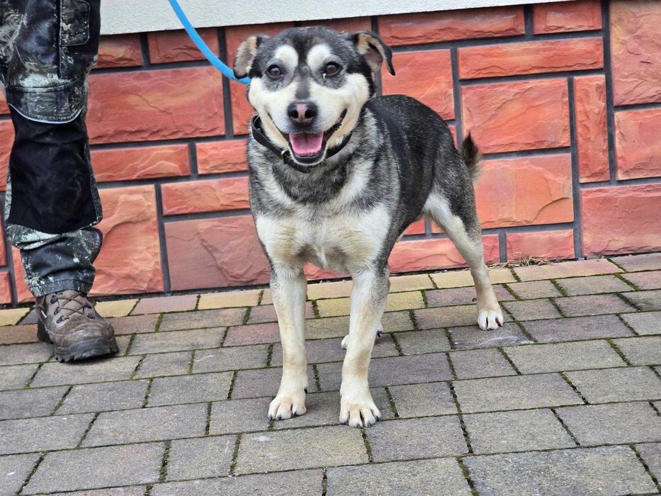 Borys - piesek szuka domu