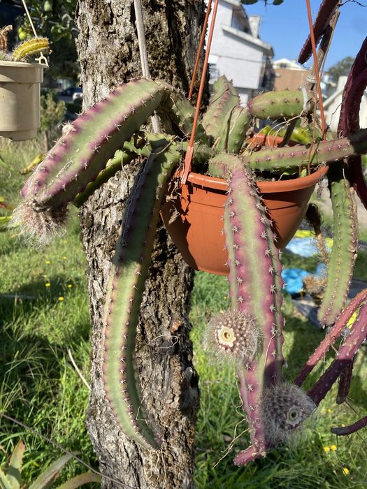 selenicereus grandiflorus