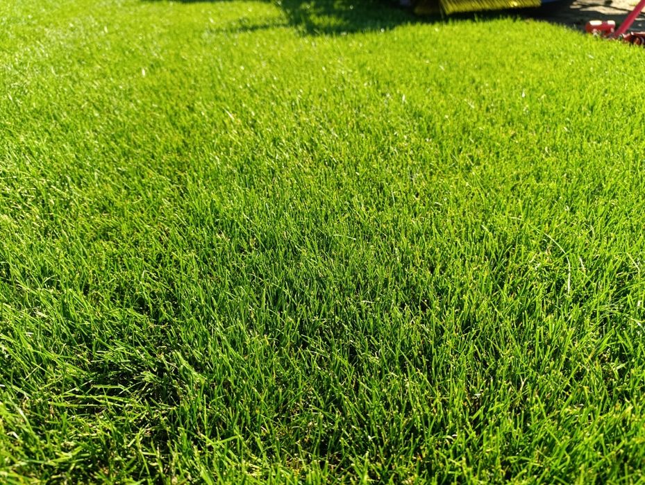 Trawa z rolki/Trawa Ogrodowa