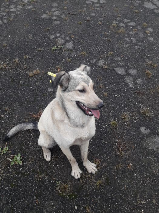 Віддаю в добрі руки