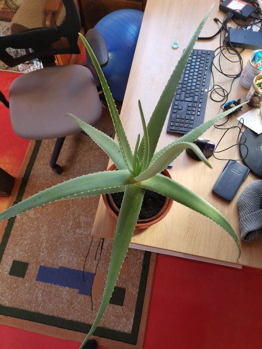 Duży aloes z donicą