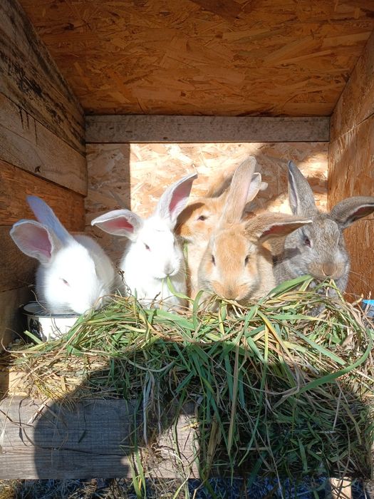 Продам  кроленят