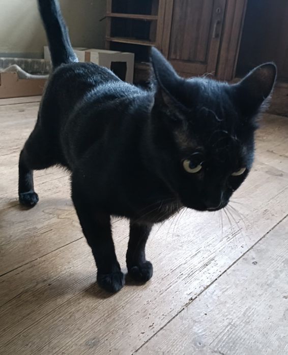 Gatinho para adoção responsável