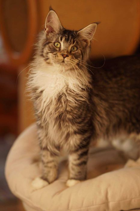 Bon Bon czarny tygrysio pręgowany kocurek Maine Coon