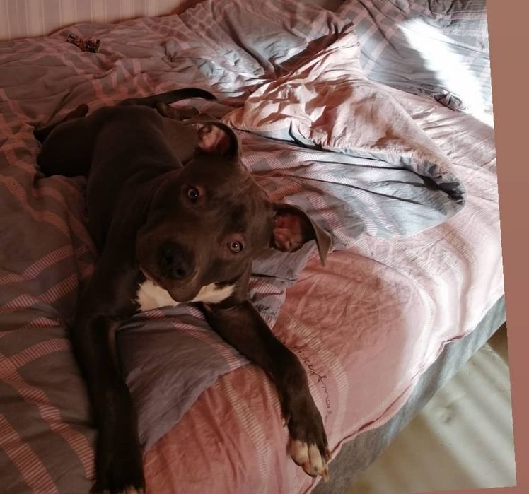 Вязка питбуль серый