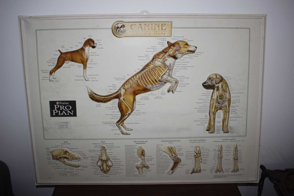 Quadro / Cartaz / Poster - Grafico Anatomico Sistema esquelético Canino - Ilustrações médicas - Canine Pro plan Purina