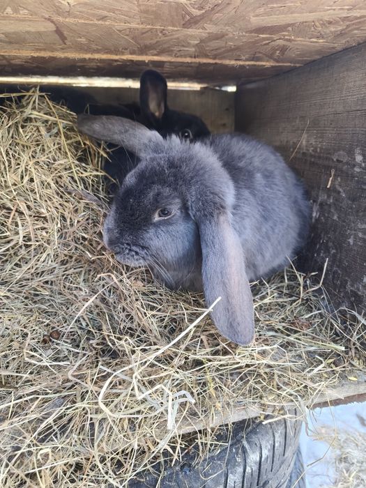 Samce różnych ras zapraszają na zakoty