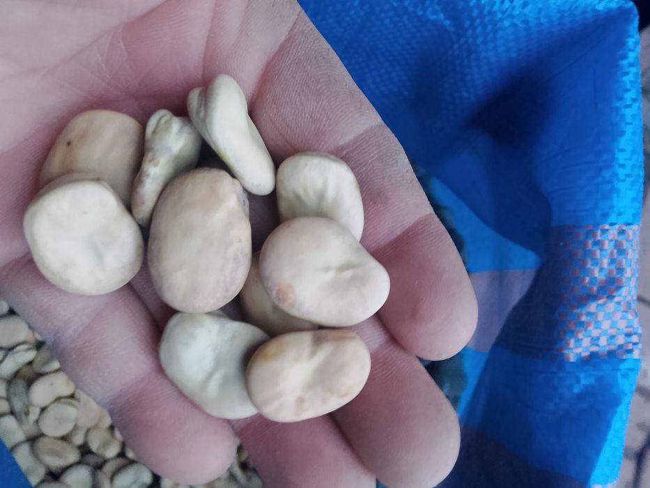 Sprzedam bób, bober