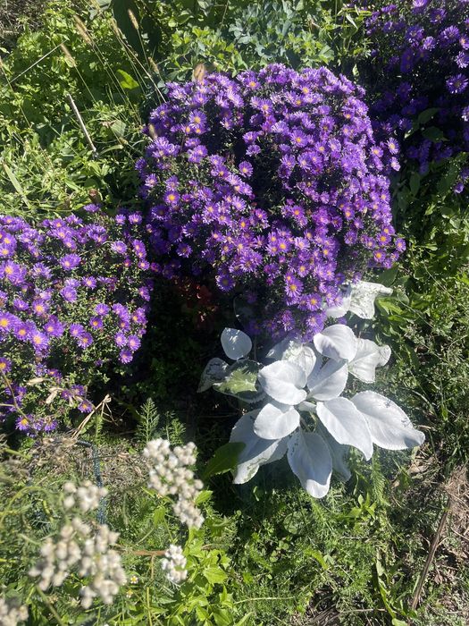 Dalie i byliny długo kwitnące