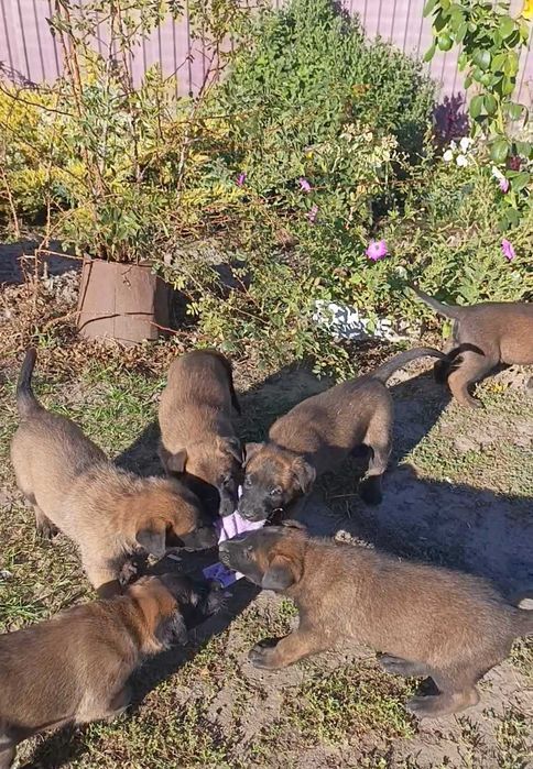 Малінуа Бельгійська вівчарк. 7 кабелів. Бронювання.