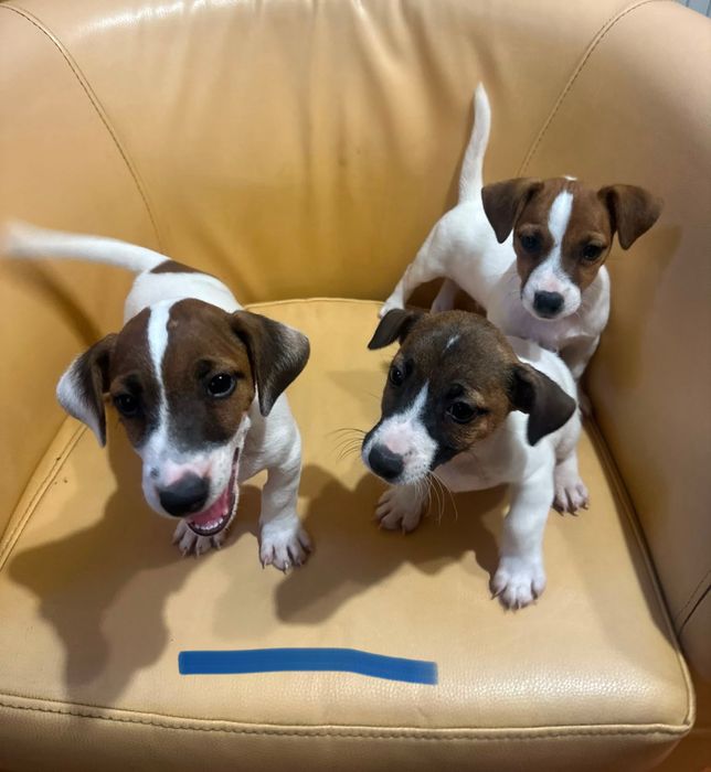 Jack Russell Terrier Szczenięta