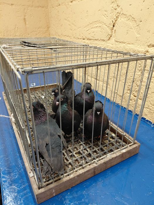 Wywrotki fajfry gołębie