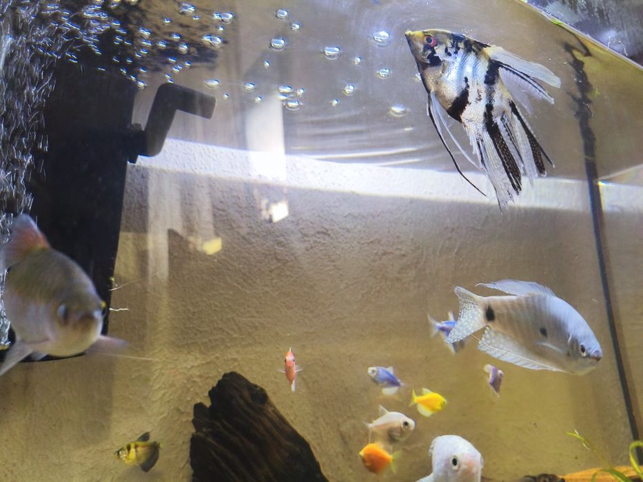 СРОЧНО!!! Продам великий акваріум 150л аквариум