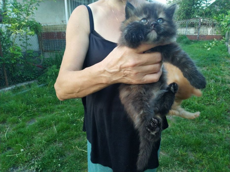 Віддам котят в добрі руки. НЕ ПИСАТИ В ОЛХ! Тільки дзвінки