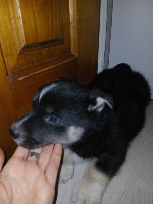 Собачки безкоштовно