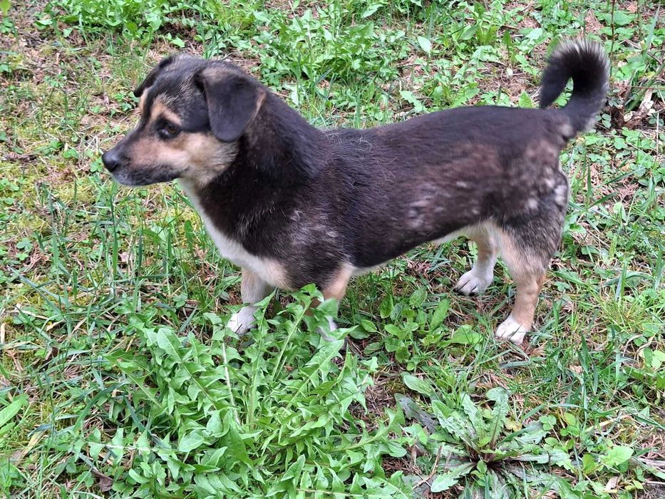 Mały młody Mikuś szuka domu