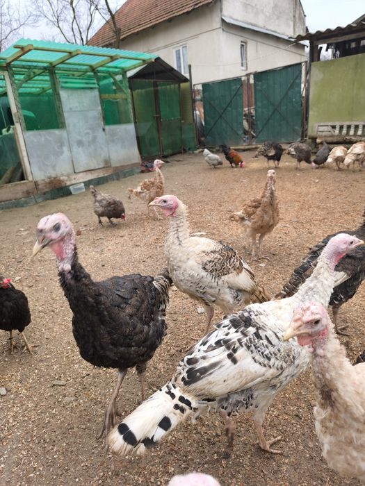 Індики молодняк різних порід