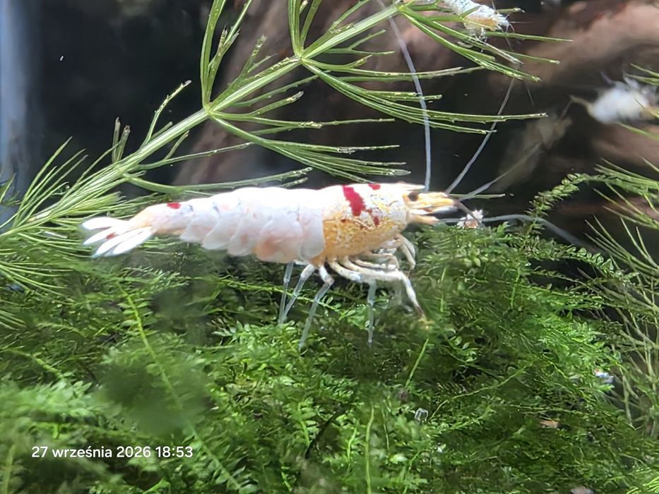 PRL K14 krewetki jakosc MEDIUM caridina
