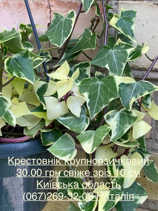 Крестовнік різні види. Сенеціо