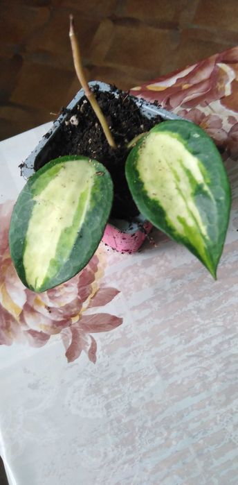 Камелія біла, червона, ніжно рожева.Мімоза, шлюмбергера.