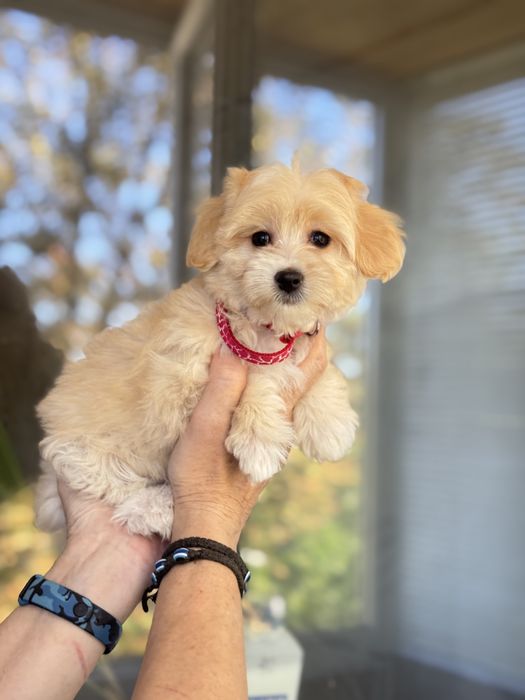 Дівчинка мальтіпу франківськ