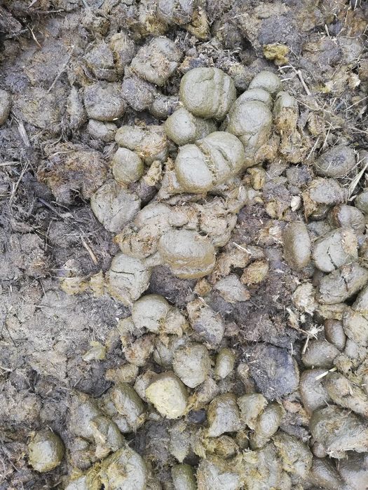 Sprzedam obornik koński