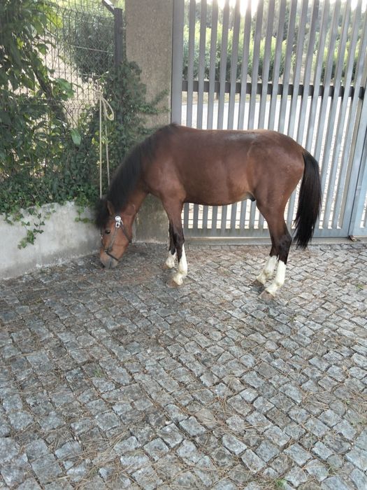 Vendo garrano manso