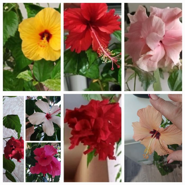 Великий вибір кімнатних рослин