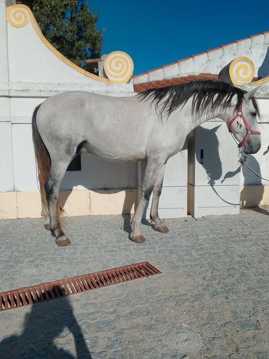 Duas éguas  e dois cavalos