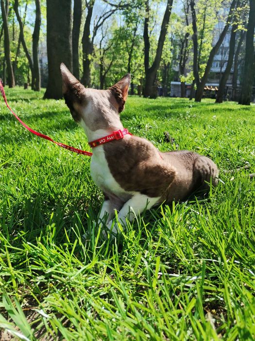 Вязка кота Девон-рекс