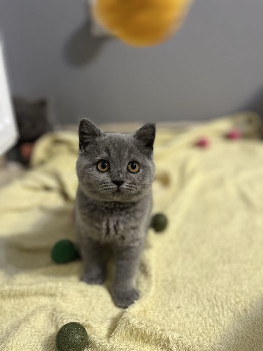 Kotka szkocka niebieska  odbior od 14 luty