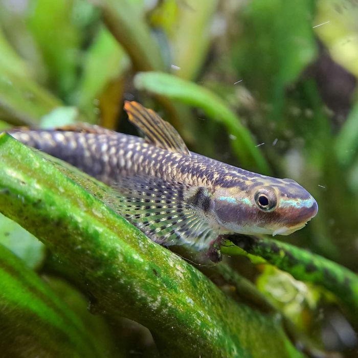 GB Babka Tęczowa - dowóz ryb!