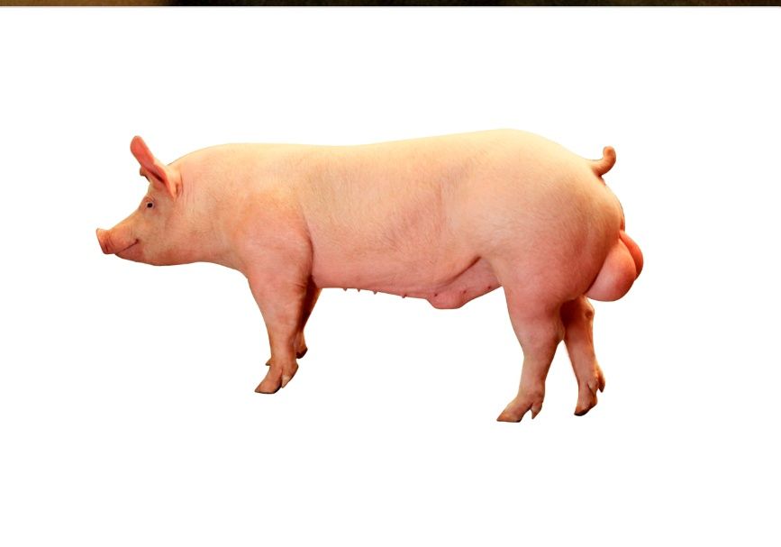 Спермодози кнура   500 грн на свиноматку