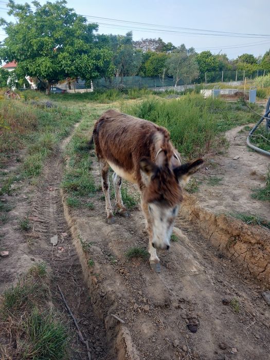 Burro inteiro 7 anos
