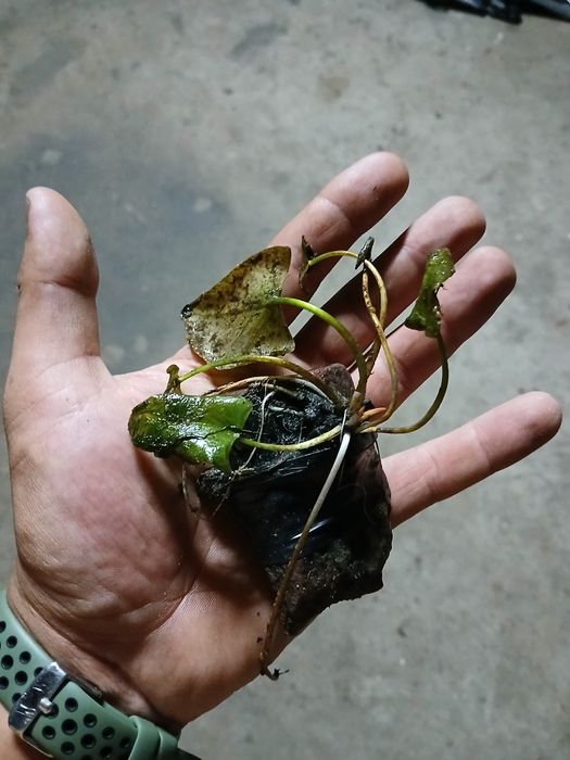 Nenúfares rosa escuro, rosa claro e brancas